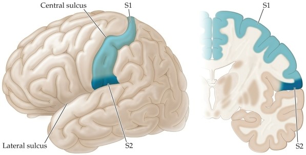 Refer to the figure.   As shown in the figure, from the thalamus, much of the touch information is carried up to the cortex into A)  the spinal cord. B)  the homunculus. C)  somatosensory area 1 (S1) . D)  somatosensory area 2 (S2) . E)  the central sulcus.