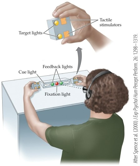 Refer to the figure.   This figure illustrates the study of A)  tactile stimuli. B)  competition between sensory modalities. C)  how hot and cold stimuli affect touch sensations. D)  the response to painful sensations. E)  cooperation between sensory modalities.