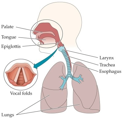 Refer to the figure.   In the figure, phonation occurs in the A)  oral tract. B)  larynx. C)  vocal folds. D)  lungs. E)  esophagus.