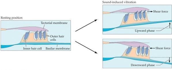 Refer to the figure.   This figure shows what happens when _______ causes a displacement along the cochlear partition. A)  neural firing B)  the auditory system C)  vibration D)  place code E)  head tilt