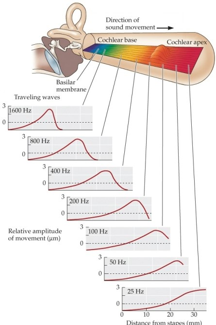 Refer to the figure.   This figure demonstrates how A)  the cochlea produces sounds of different frequencies. B)  sound waves can travel at different speeds. C)  complex sounds are made of simple sounds. D)  the auditory nerve transmits information to the brain. E)  the cochlea is tuned to different frequencies.