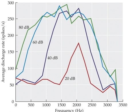 Refer to the graph.   Based on the graph, why would a song sound  muddy  if the volume is turned up really high? A)  Some of the auditory nerve fibers would be overwhelmed by the volume and stop responding to the song. B)  The auditory nerve fibers would respond to a wider range of wavelengths, making individual frequencies in the song less precisely encoded. C)  The increased volume would cause the auditory nerve fibers to become even more selective in terms of which frequencies they respond to. D)  The increased volume would cause the ossicles in the middle ear to  rattle,  interfering with sound perception. E)  Louder sounds have an overrepresentation of lower frequencies, which overstimulates the basilar membrane, causing it to induce too much shearing motion on the hair cells in the cochlea.