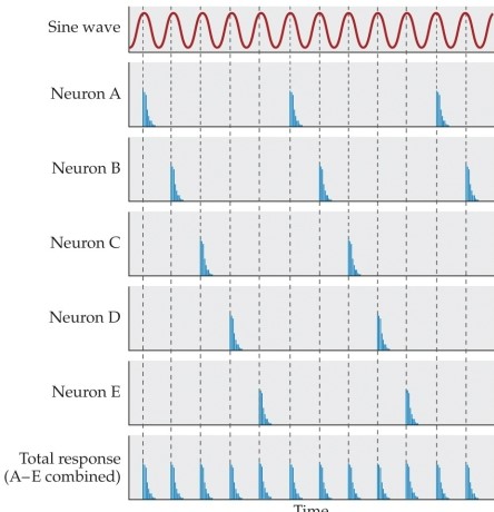 Refer to the figure.   What principle is illustrated in this figure? A)  Two-tone suppression B)  Auditory transduction principle C)  Frequency saturation D)  The volley principle E)  The isointensity principle