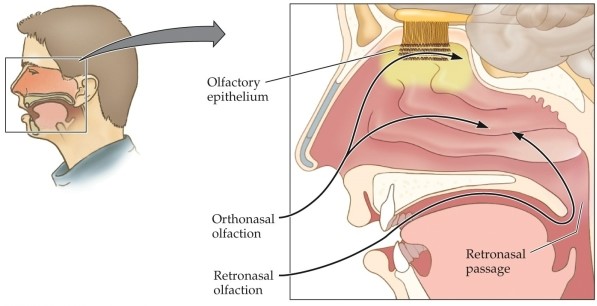 Refer to the figure.   This figure illustrates how _______ released into the air inside our mouths as we chew and swallow move through the retronasal passage. A)  chemicals B)  substances C)  molecules D)  cells E)  waves