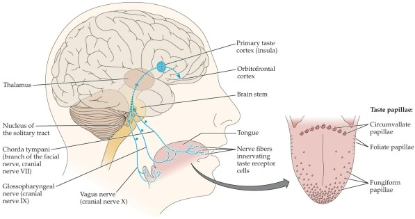 Refer to the figure.   In this figure, neural signals from the _______ in the papillae are transmitted via the cranial nerves to the brain. A)  labeled lines B)  taste buds C)  cilia D)  glomeruli E)  vagus nerve
