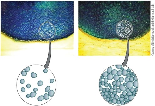 Refer to the figure.   This figure demonstrates the difference between A)  sensitized and desensitized tasters. B)  normal and sick tasters. C)  an average taster and a supertaster. D)  various types of papillae. E)  human and monkey tongues.