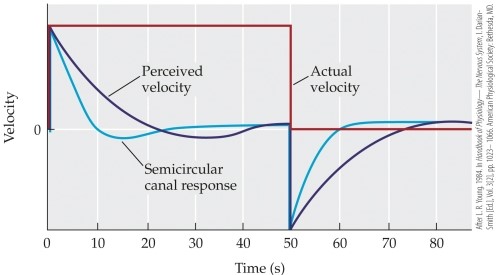 Refer to the graph.   The data in this graph show that when subjects are rotated in the dark, they first feel a sense of motion consistent with their actual motion, but soon feel as if they are _______. After 30 seconds, they feel as if they have _______. If the motion abruptly stops, subjects feel as if they are rotating in the _______ direction. A)  slowing down; sped up; opposite B)  slowing down; stopped; opposite C)  speeding up; slowed down; opposite D)  speeding up; stopped; same E)  slowing down; sped up; same