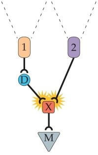 Refer to the figure.   The M unit would best respond to a(n)  _______ direction of motion. A)  upward B)  downward C)  leftward D)  rightward E)  diagonal