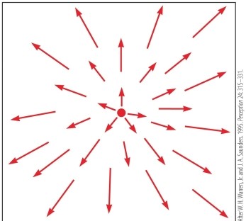 Refer to the figure.   This is an example of _______, which is the changing angular position of points in an image that one experiences as they move through the world. A)  an optic flow field B)  a positional change C)  an optic array D)  motion perspective E)  tau