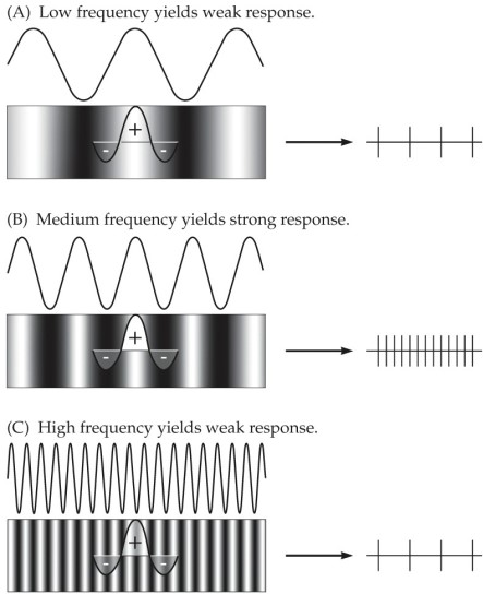 Refer to the figure showing the responses (right)  of an ON-center retinal ganglion cell to gratings of different spatial frequencies (left) .   The retinal ganglion cell depicted is most responsive to which spatial frequency? A)  Low frequency (top)  B)  Medium frequency (middle)  C)  High frequency (bottom)  D)  Both low and high frequencies (top and bottom)  E)  All frequencies equally (top, middle, and bottom) 