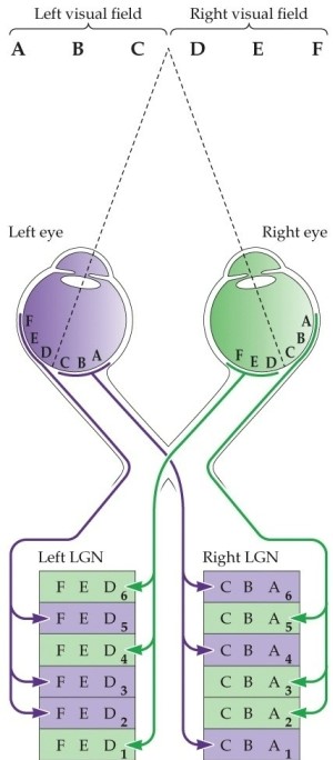 Refer to the figure.   In the figure, the right LGN contains information from the A)  left visual field. B)  right visual field. C)  right eye. D)  left eye. E)  magnocellular layer.