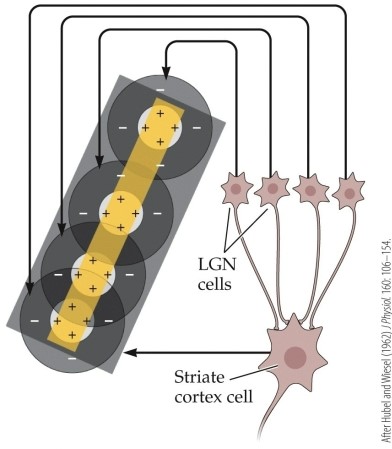 Refer to the figure.   This figure shows A)  how images end up on the retina. B)  the firing patterns of four cells. C)  how cortical simple cells get their orientation tuning. D)  how simple cells and complex cells interact. E)  how magnocellular and parvocellular cells interact.