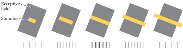 Refer to the figure.   What phenomenon does the figure demonstrate? A)  Cortical magnification B)  Ocular dominance C)  Filtering D)  End stopping E)  Orientation tuning