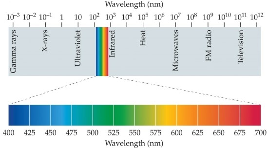 Refer to the figure.   The bottom part of the figure shows the A)  spectrum of visible light. B)  different kinds of light. C)  spectrum of electromagnetic energy. D)  number of photons emitted by a light source. E)  amount of heat emitted by a light source.