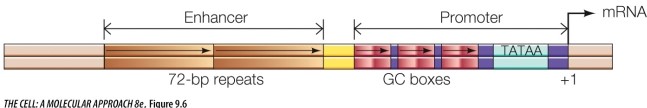 The diagram below illustrates how two _______-acting elements are positioned near the gene that they regulate.   