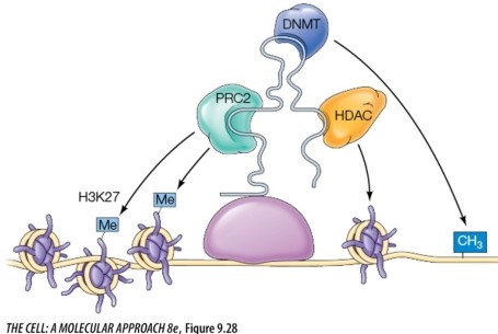 The molecule providing the scaffolding in the figure below to allow multiple chromatin modifications is a(n) _______.   