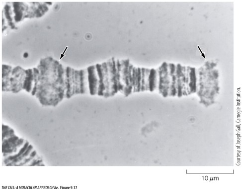 The light micrograph image below shows a section of a Drosophila chromosome. The arrows indicate regions containing histones that have been deacetylated.   