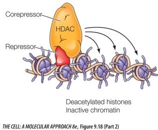 Refer to the figure below.    Explain how HDACs function to regulate gene expression.