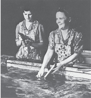 <strong>  -Why are these women, cleaning parts for welding, being photographed looking like they're doing dishes?</strong> A) To convince Americans that women's war work was similar to their traditional roles B) To convince women that they had the skills to help with the war effort C) To convince men to let their wives go to work D) To scare women away from these jobs <div style=padding-top: 35px> 