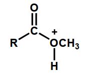 Which of the following is an intermediate in the acid-catalyzed hydrolysis of an ester? A)    B)    C)    D)  Intermediates B and C E)  Intermediates A, B, and C