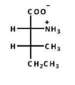 <strong>Which structure is naturally occurring isoleucine, which is(2S,3S)-2-amino-3-methylpentanoic acid?</strong> A)   B)   C)   D)   E) B and C <div style=padding-top: 35px> 