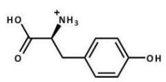 <strong>Which structure does tyrosine have at pH 7.3?</strong> A)   B)   C)   D)   E)   <div style=padding-top: 35px> 