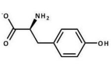 <strong>Which structure does tyrosine have at pH 7.3?</strong> A)   B)   C)   D)   E)   <div style=padding-top: 35px> 