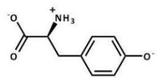 <strong>Which structure does tyrosine have at pH 7.3?</strong> A)   B)   C)   D)   E)   <div style=padding-top: 35px> 