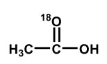 <strong>Upon aqueous hydrolysis of <sup>18</sup>O-labeled ethyl acetate, which oxygen(s) will be labeled in the final reaction mixture after mild acidification? </strong> A) B) C) D) E)