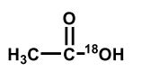 <strong>Upon aqueous hydrolysis of <sup>18</sup>O-labeled ethyl acetate, which oxygen(s) will be labeled in the final reaction mixture after mild acidification? </strong> A) B) C) D) E)
