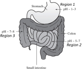 Assume these are the approximate pH ranges in the GI tract and that pH is the only factor being considered.   In what region will the pH conditions be most favorable for absorption of a basic drug with a pKa of 5.7? A)  Region 1 B)  Region 2 C)  Region 3 D)  Equally in all three regions E)  None of the above