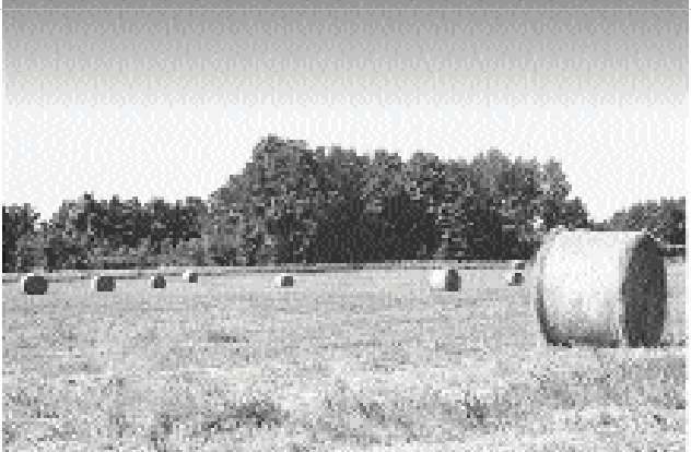 What kind of line does this shot exemplify?   A)  horizontal B)  vertical C)  diagonal D)  broken