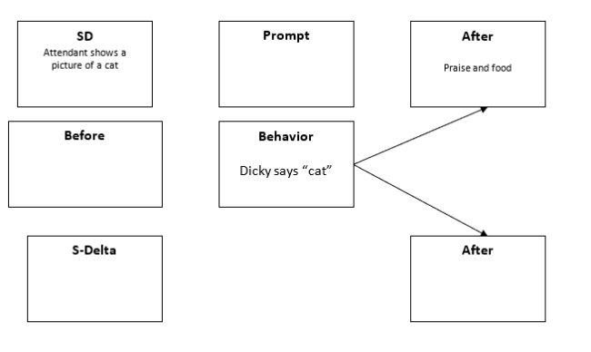 Fill in the empty boxes for -Complete the diagram of imitation training, with the use of a prompt, to get Dicky to verbally identify pictures.   