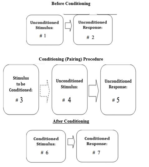 Match the number in the box to the correct answer. Below is a diagram of the respondent conditioning procedure in Pavlov and Ivan F's experiment with dogs. Put the numbers from the diagram in the proper blanks next to the terms. Each choice will be used more than once. -Bell B) Food C) Salivation