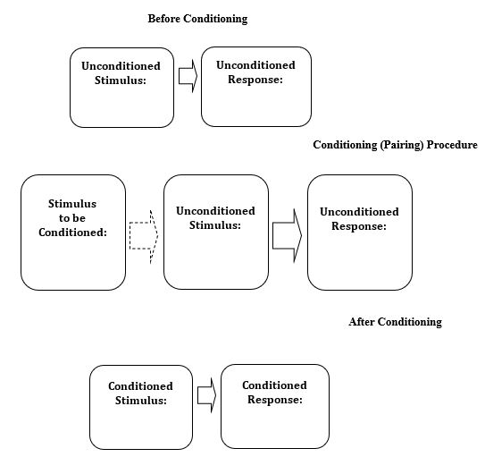 Please fill in the diagram of the respondent conditioning procedure used by Watson and Rayner with Little Albert and the white rat.   