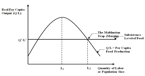 <strong>Figure A -Refer to Figure A. Assume a society initially is at a level below Q*/L*. Which of the following is correct concerning the evolution of this society?</strong> A) Per capita food output continues to rise until it reaches the subsistence level of food. B) Per capita food output continues to rise until it reaches L1. C) Per capita food output continues to rise until it reaches L2. D) Population rises only if per capita food output continues to rise. E) The Malthusian trap does not apply if a society initially is at a level below Q*/L*.