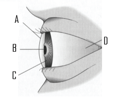 The figure below is a side view of the human eye.   -Identify the iris. A)  A B)  B C)  C D)  D