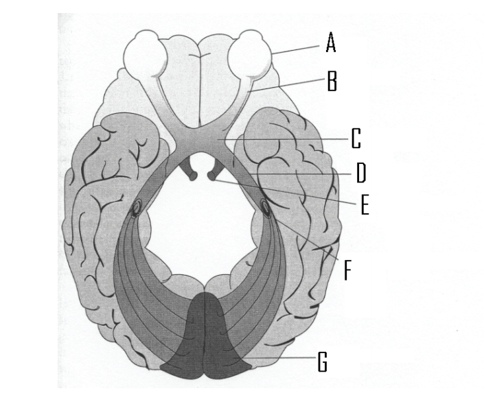 The figure below shows the parts of the visual pathway from the eye to the brain.     -Identify the lateral geniculate nucleus. A)  C B)  D C)  E D)  F