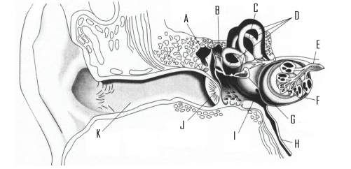 Below is a figure displaying the anatomy of the ear.   -Where is the auditory nerve? A)  D B)  E C)  H D)  I