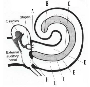Below is a figure showing the structures of the inner ear.   -Where is Reisnner's membrane? A)  A B)  C C)  E D)  H