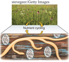 Examine the image below and determine its level in the ecological hierarchy.   A)  Population B)  Community C)  Ecosystem D)  Biosphere
