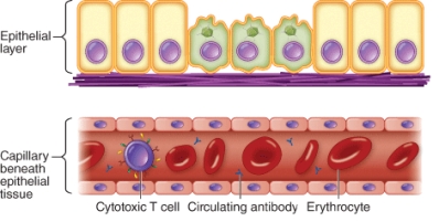 An example of a pathogen that avoids host defenses as shown is   A)  Rhinovirus B)  Chlamydia trachomatis C)  Mycobacterium tuberculosis D)  Haemophilus influenzae type b