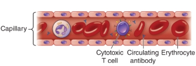 An example of a pathogen that avoids host defenses as shown is   A)  Rhinovirus B)  Chlamydia trachomatis C)  Streptococcus pneumoniae D)  Haemophilus influenzae type b