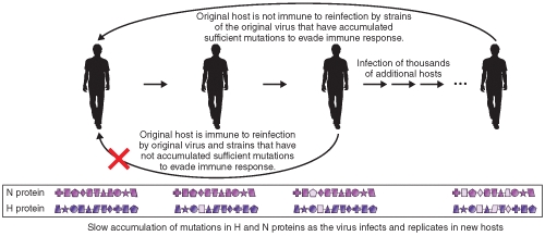 The illustration describes   A)  Antigenic drift B)  Antigenic shift C)  Programmed gene switching D)  Genetic recombination