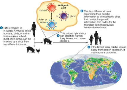 The illustration describes   A)  Antigenic drift B)  Antigenic shift C)  Programmed gene switching D)  Genetic transposition
