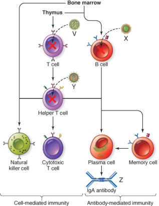 A pathogen that inhibits the immune system at the site marked V is   A)  Measles virus B)  Epstein Barr virus C)  HIV D)  Meningitis-causing bacteria
