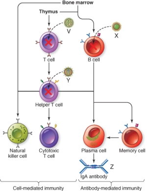 A pathogen that inhibits the immune system at the site marked Z is   A)  Measles virus B)  Epstein Barr virus C)  HIV D)  Meningitis-causing bacteria