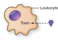 A pathogen that inhibits leukocyte function as shown in the illustration is   A)  Staphylococcus aureus B)  Streptococcus pneumoniae C)  Mycobacterium tuberculosis D)  Listeria monocytogenes