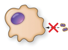 A pathogen that inhibits leukocyte function as shown in the illustration is   A)  Staphylococcus aureus B)  Streptococcus pneumoniae C)  Mycobacterium tuberculosis D)  Listeria monocytogenes