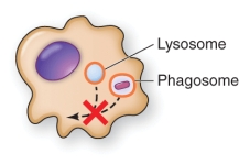 A pathogen that inhibits leukocyte function as shown in the illustration is   A)  Staphylococcus aureus B)  Streptococcus pneumoniae C)  Mycobacterium tuberculosis D)  Listeria monocytogenes